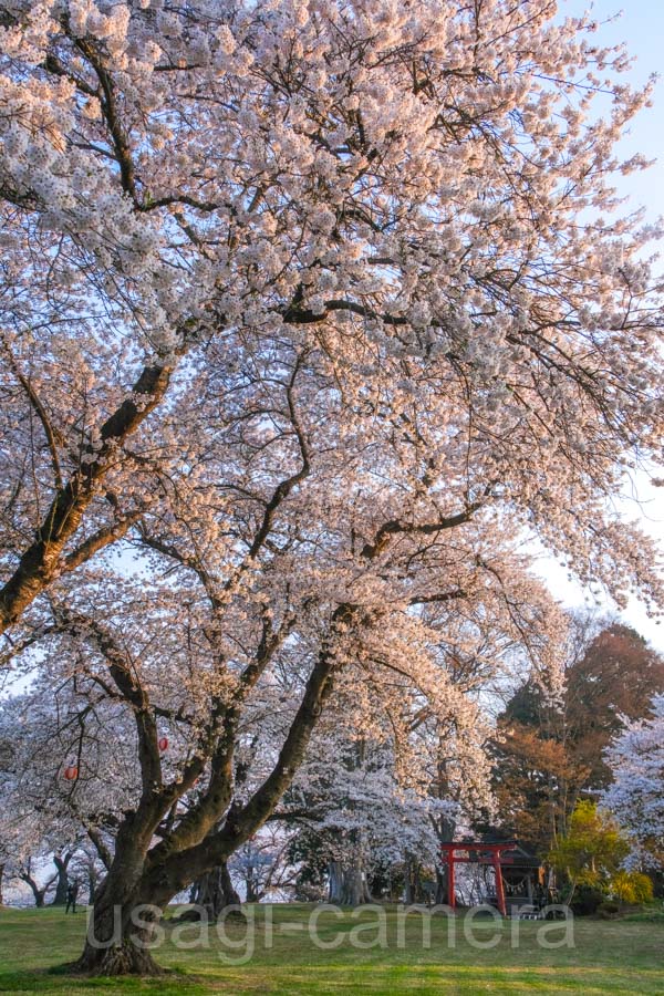 城山公園の桜