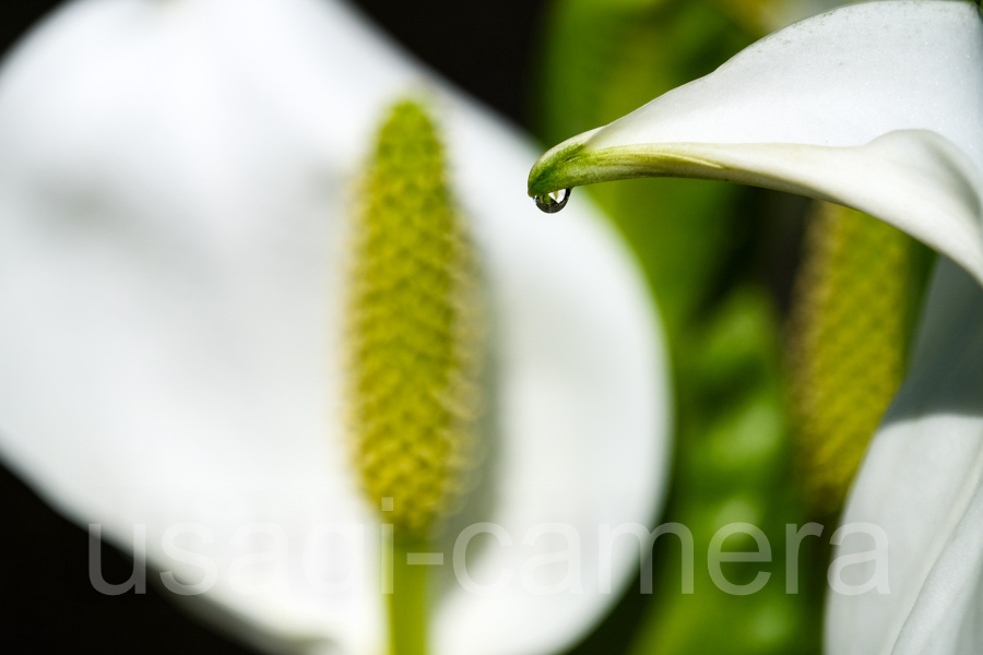 芭蕉沼