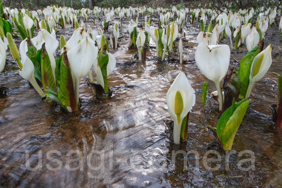 芭蕉沼