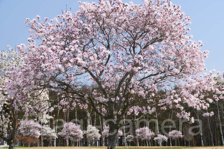 こぶしの花