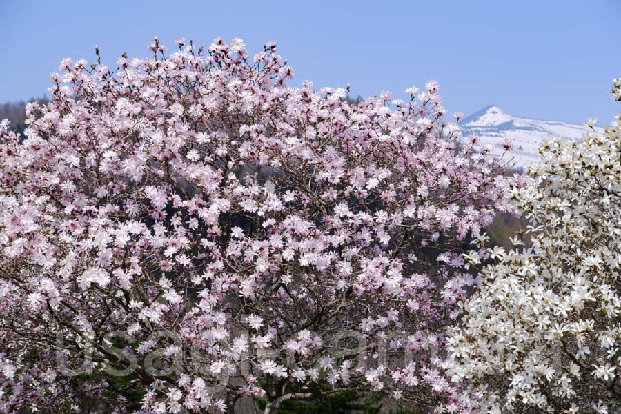 こぶしの花