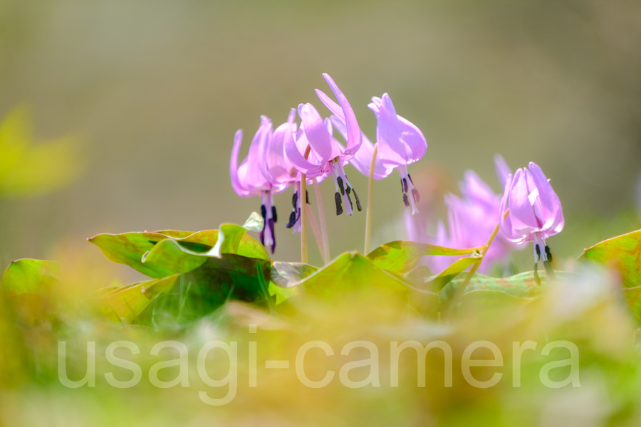 カタクリの花