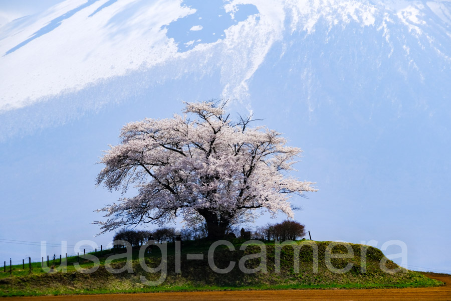 為内の一本桜