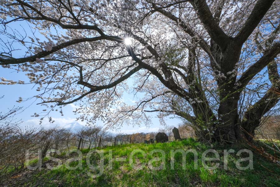 為内の一本桜