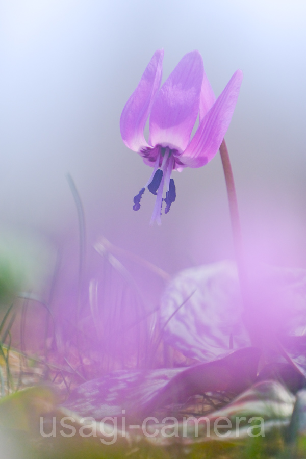 カタクリの花