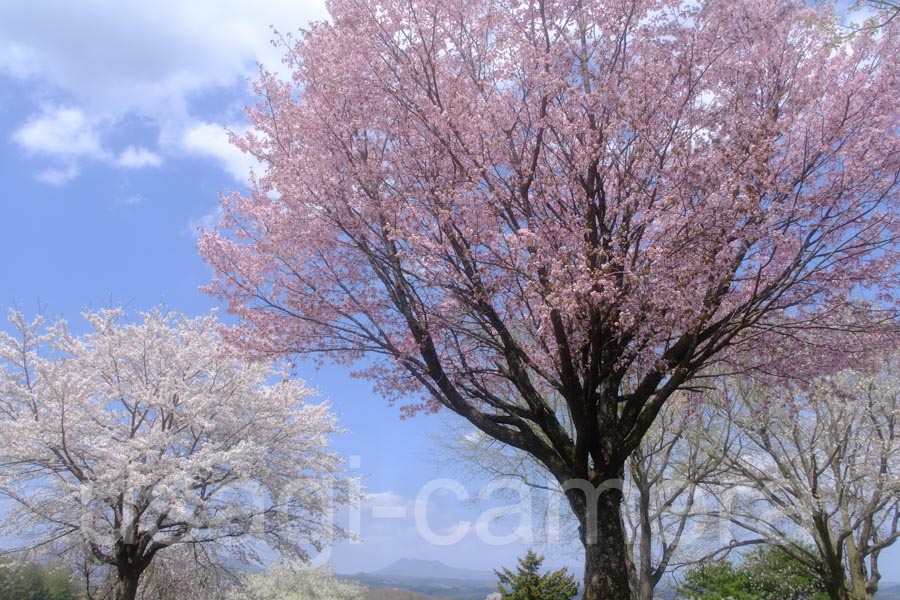 松尾総合運動公園の桜