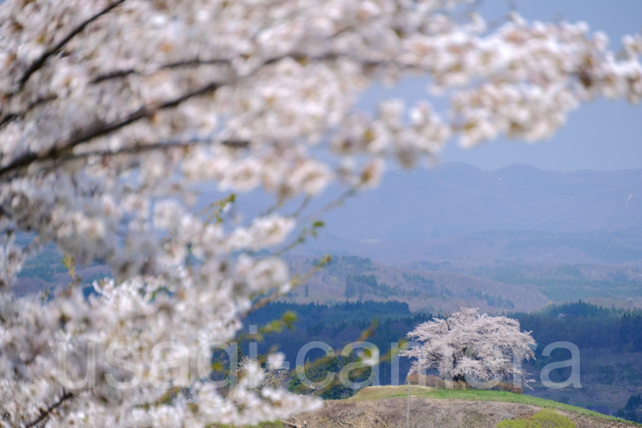 為内の一本桜