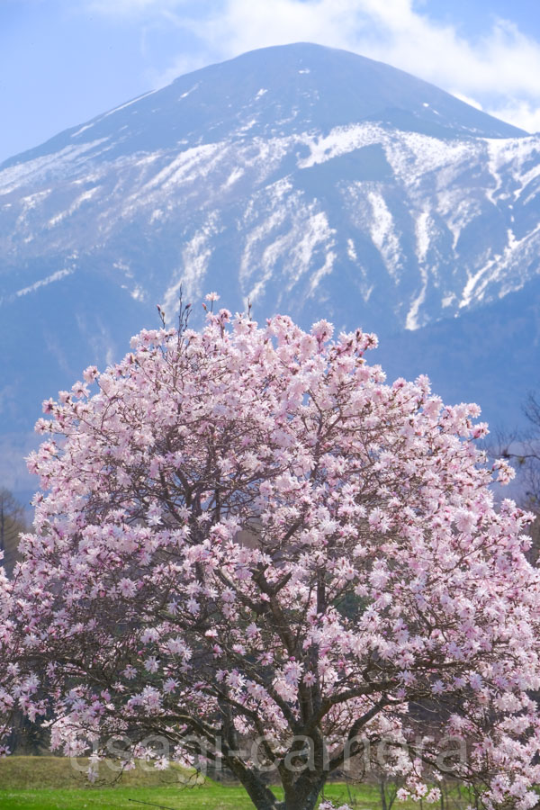 こぶしの花