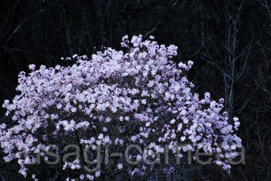 こぶしの花