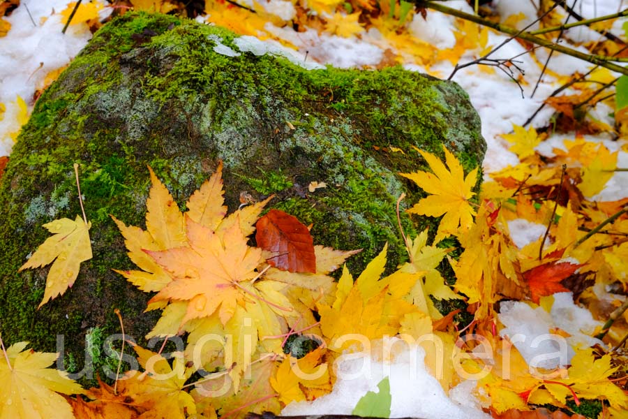 紅葉と雪