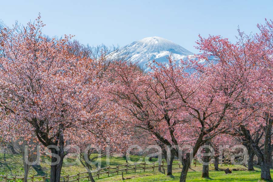 岩手県民の森の桜