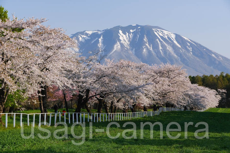 小岩井農場の桜