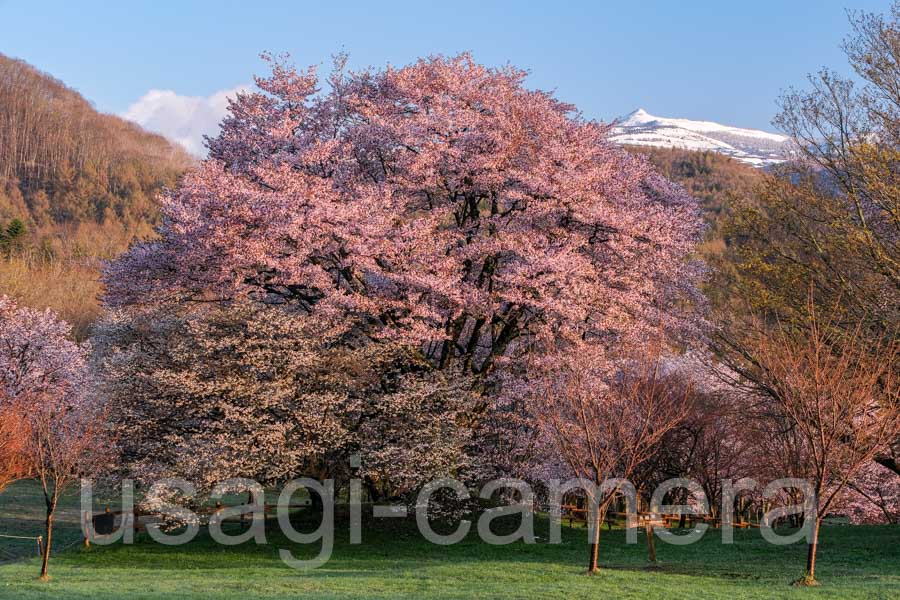 夫婦桜（岩手県民の森）