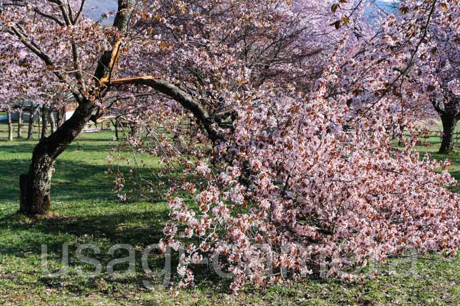 岩手県民の森の桜