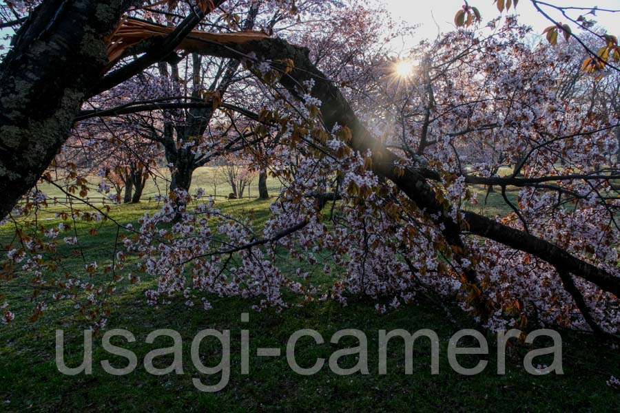 折れた桜