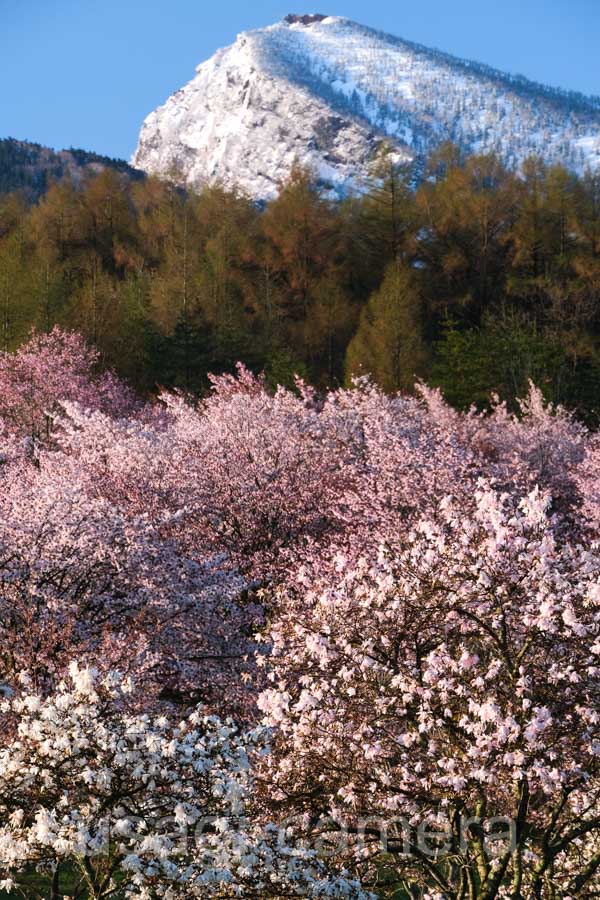 岩手県民の森の桜