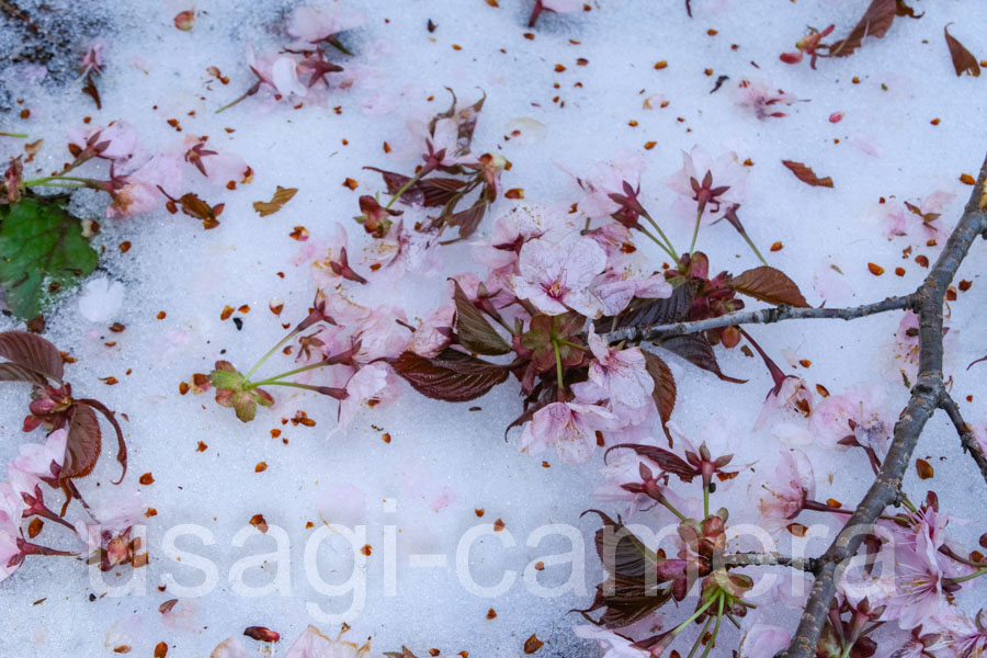 折れた桜