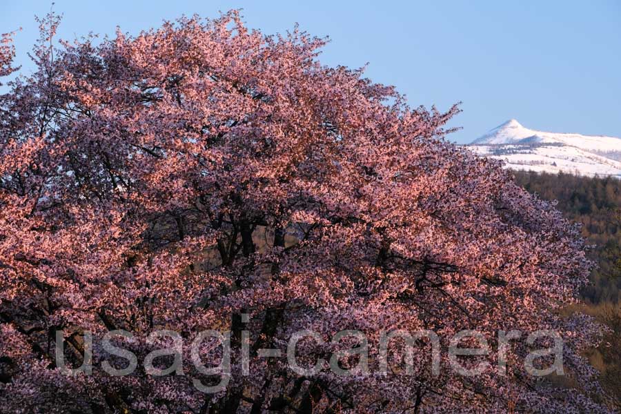 夫婦桜（岩手県民の森）