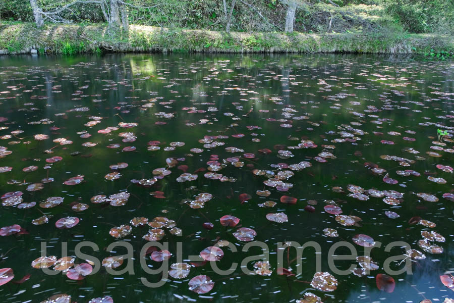 七時雨憩の湯の近くの池