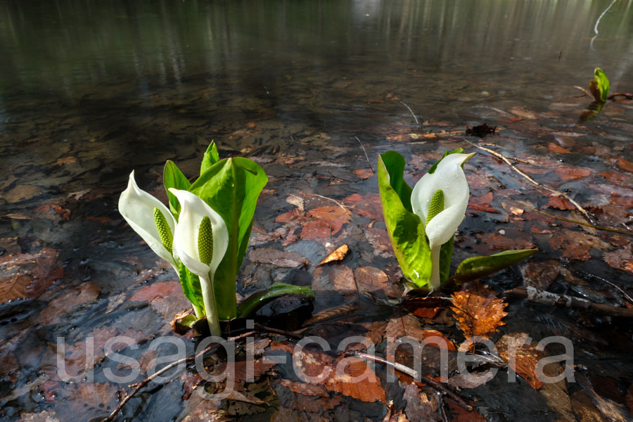 水芭蕉（芭蕉沼）