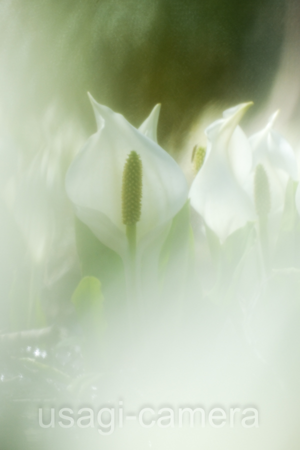 水芭蕉（蛭山）