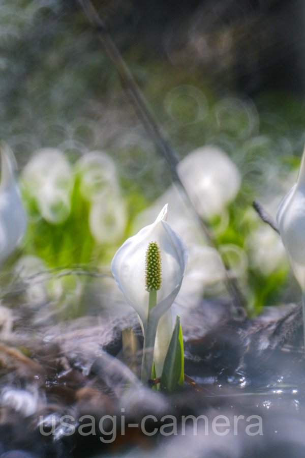 水芭蕉（蛭山）