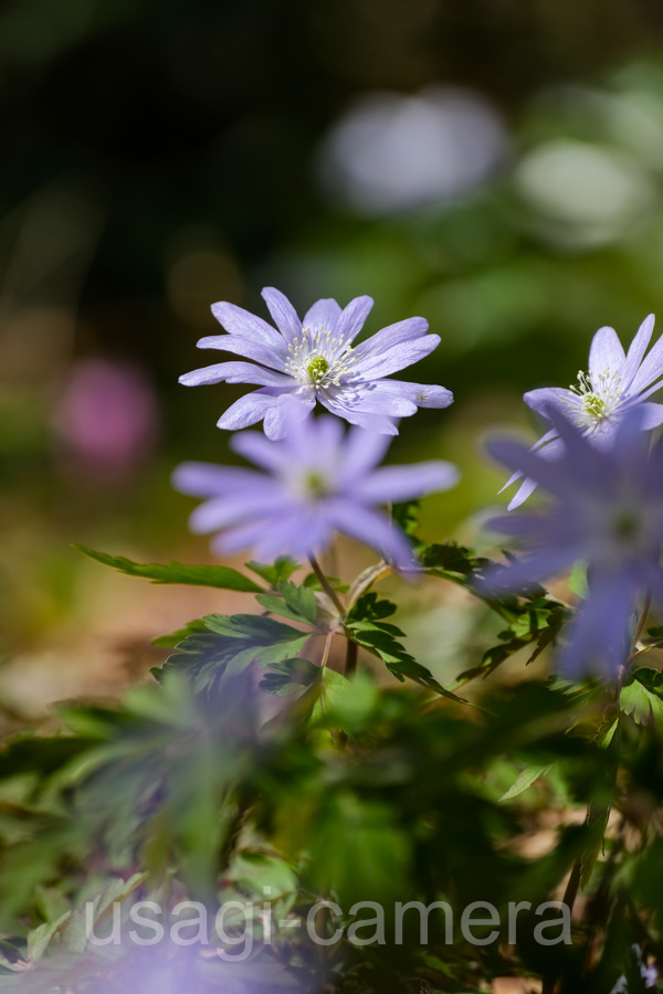 キクザキイチゲ（銀河の森）