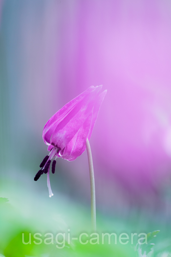 カタクリ（銀河の森）