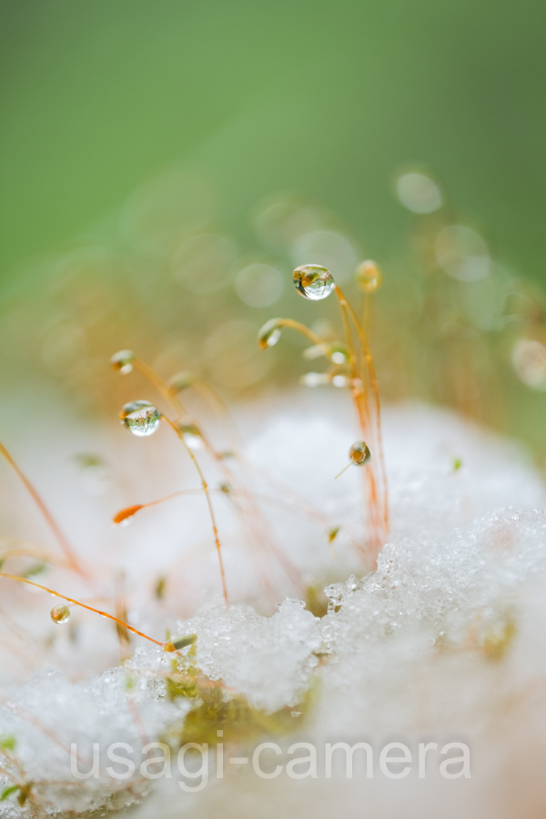 雪と苔