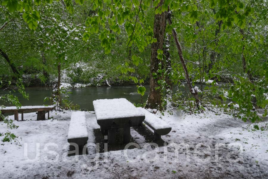 新緑と雪の奥入瀬渓流