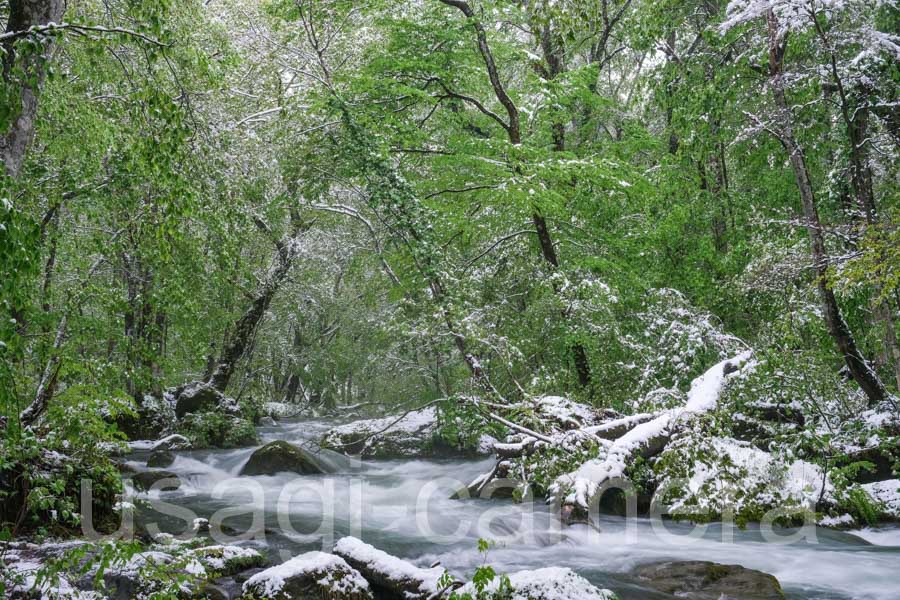 新緑と雪の奥入瀬渓流