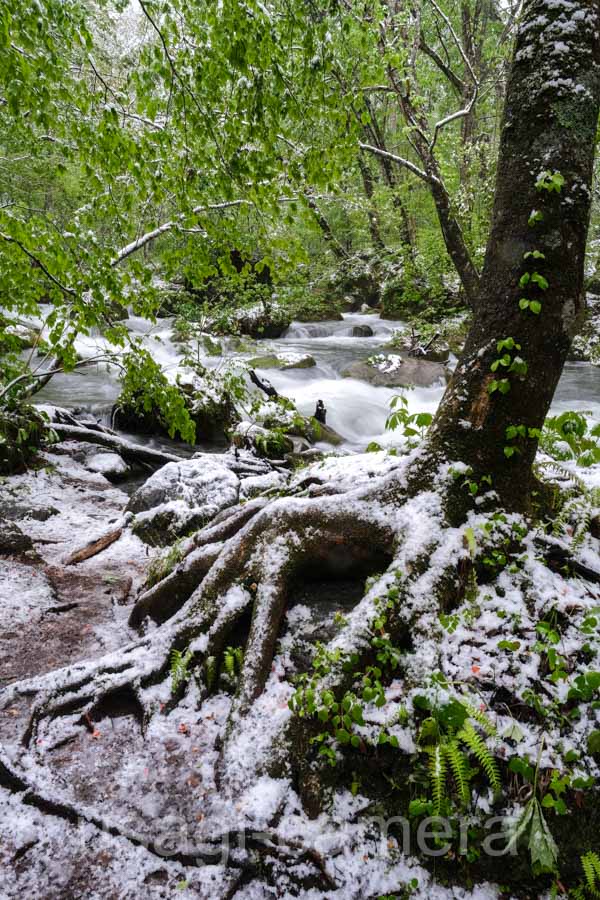 新緑と雪の奥入瀬渓流