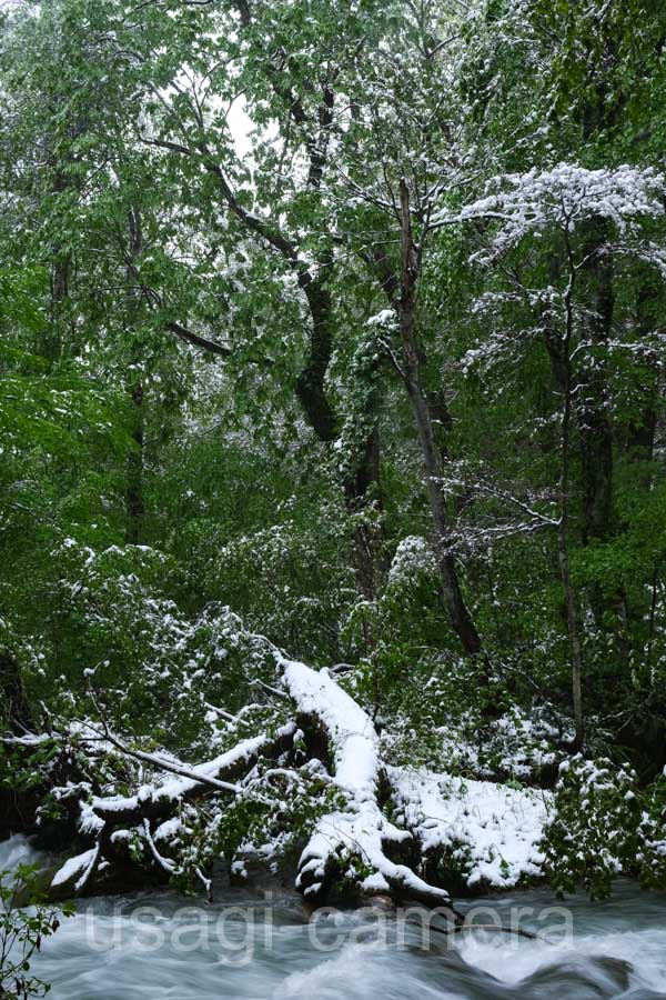 新緑と雪の奥入瀬渓流