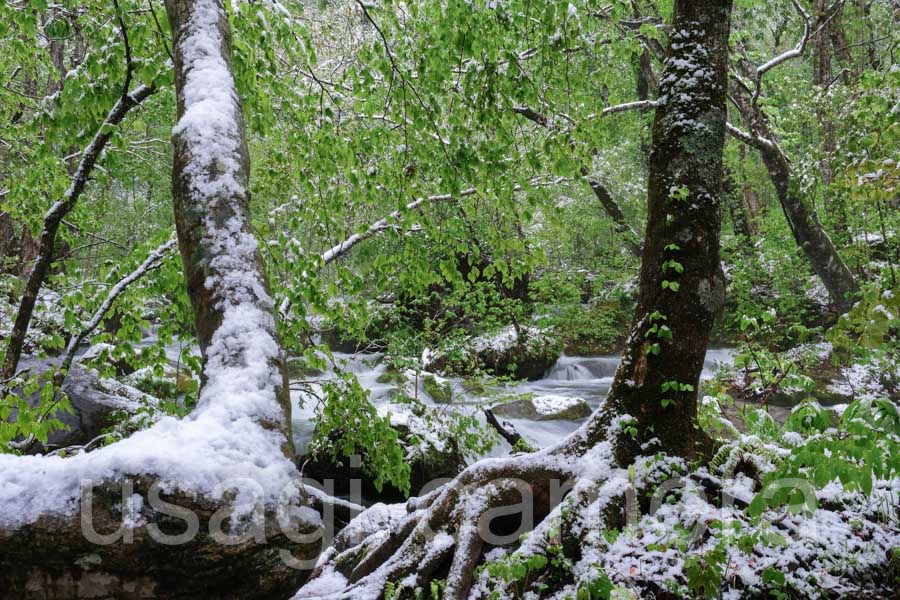 新緑と雪の奥入瀬渓流