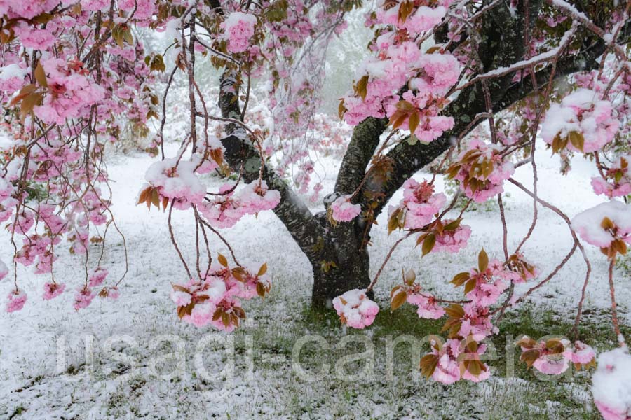 八重桜と積雪