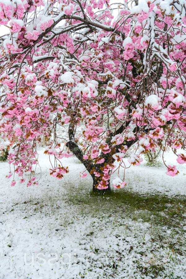 八重桜と積雪