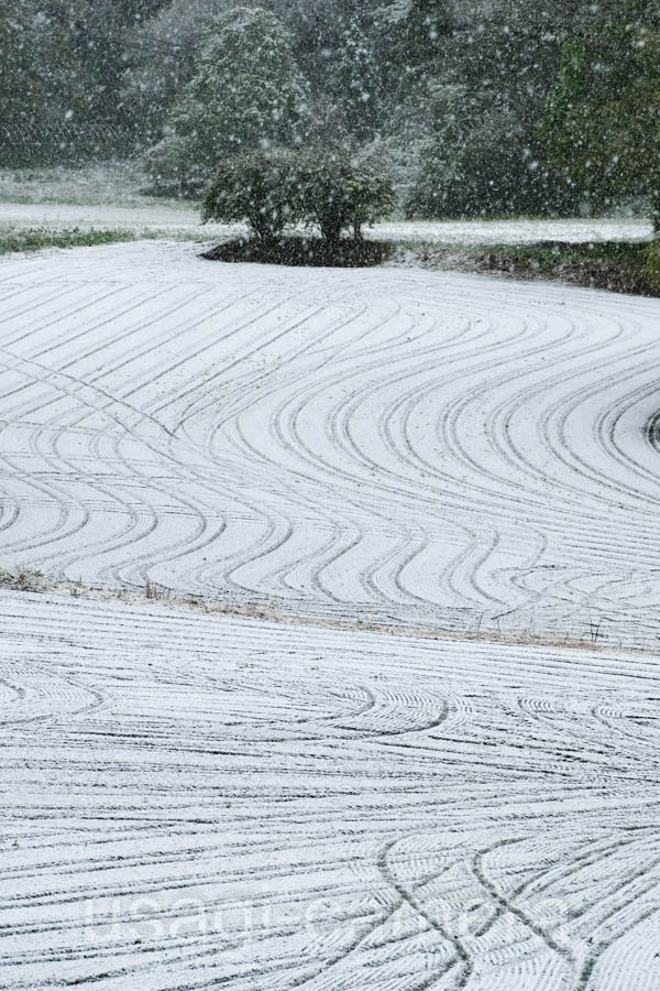 雪と畑