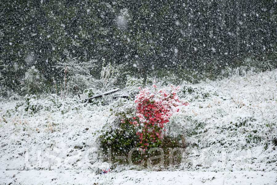 ツツジに降雪