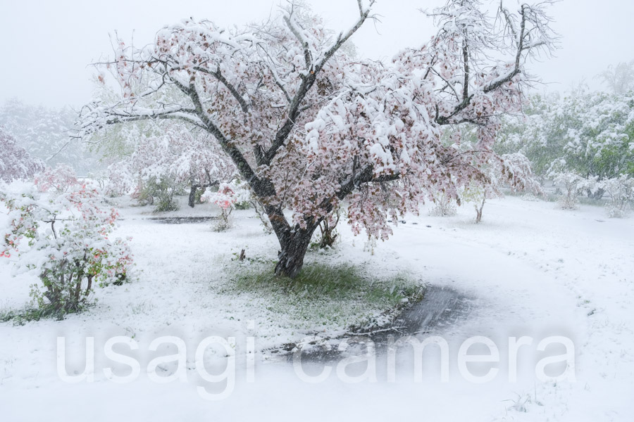 八重桜と積雪