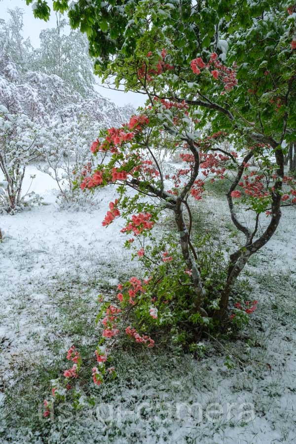 ツツジと雪