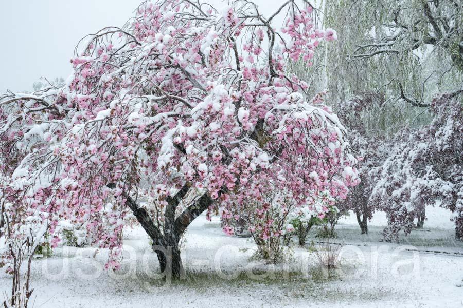 八重桜と積雪