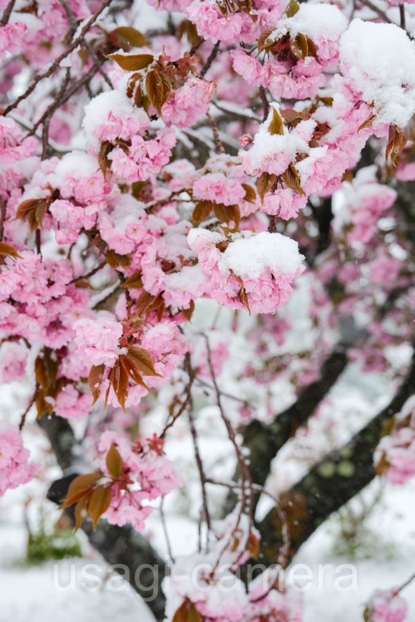 八重桜と積雪