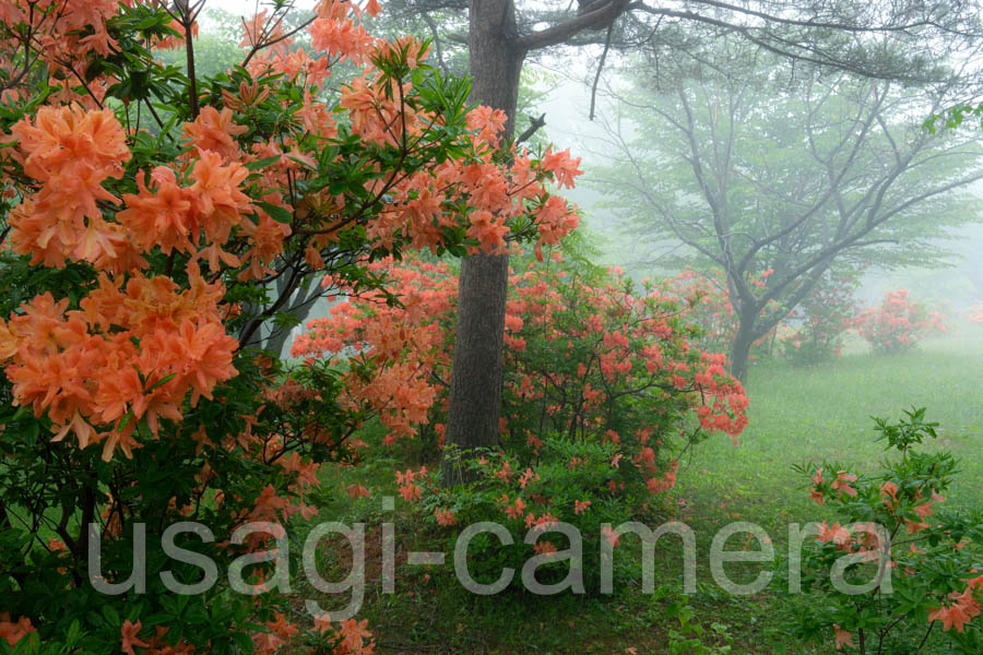 岩手県民の森のレンゲツツジ