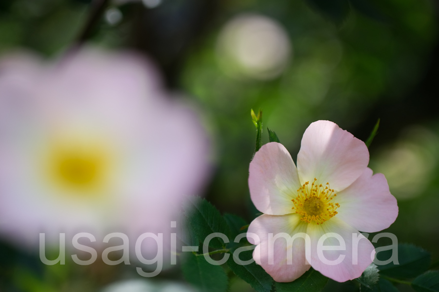 石田ローズガーデンの薔薇