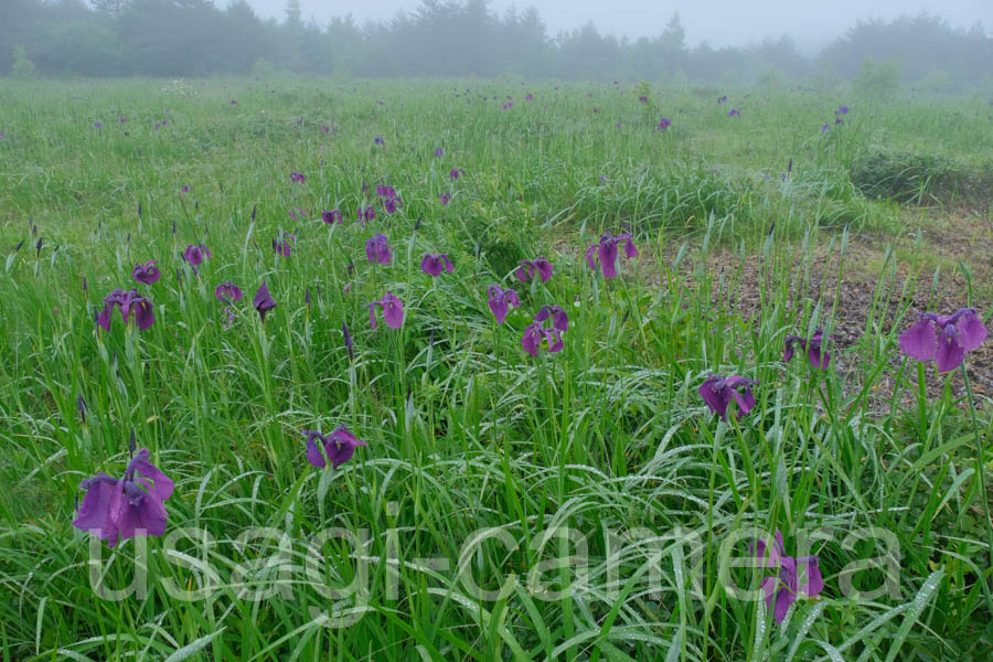 ノハナショウブ（早坂高原）