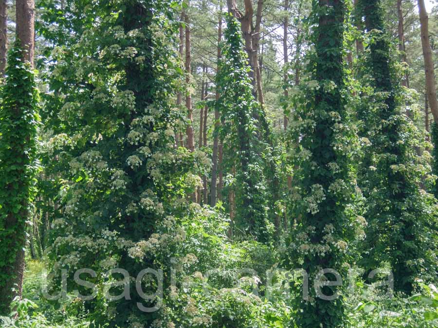 ツルアジサイ（岩手県民の森）