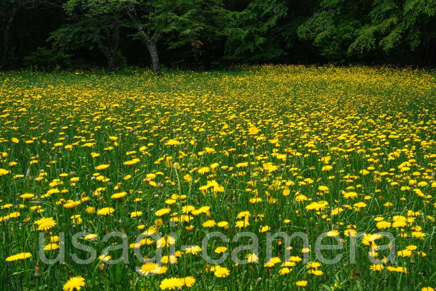 ブタナ（岩手県民の森）