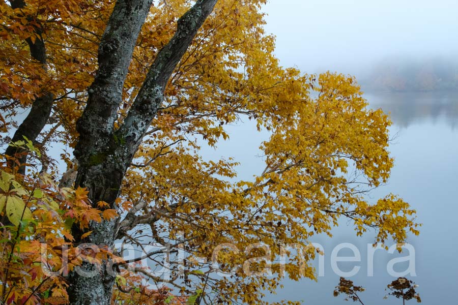 霧と紅葉