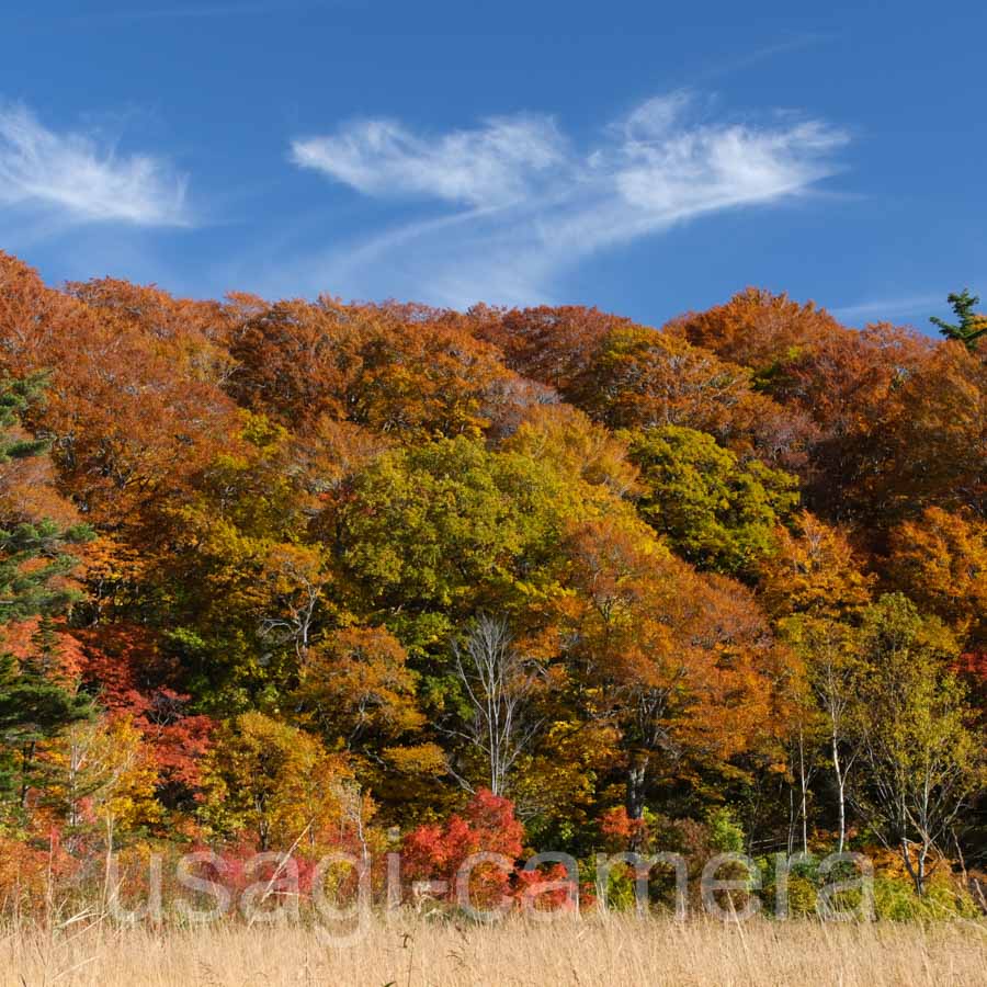 大沼の紅葉