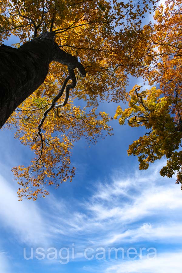 大沼の紅葉